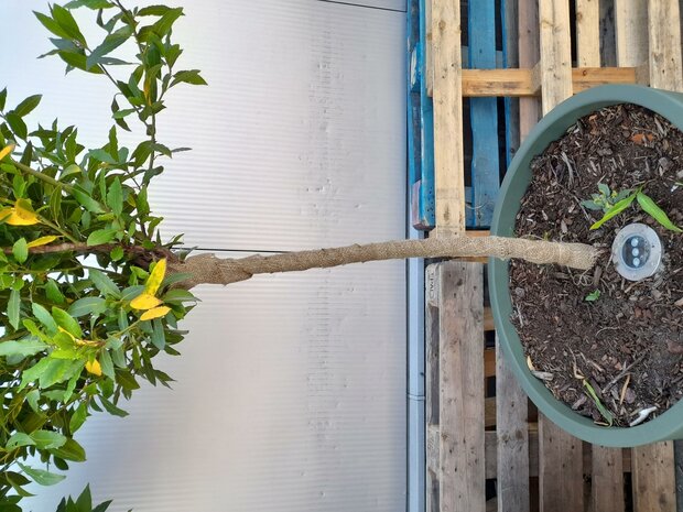 Jute tuintouw gebruiken wikkellint jute 3 meter | moestuinland