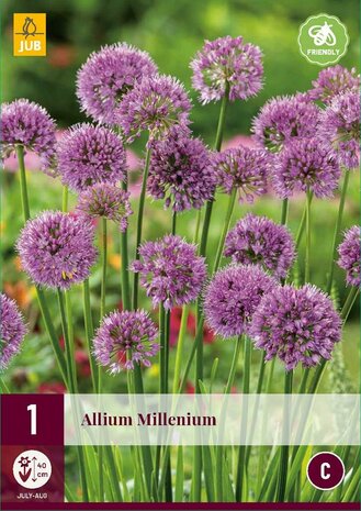 Allium bloembollen wortelstokken kopen, Millenium paars sierui | Moestuinland