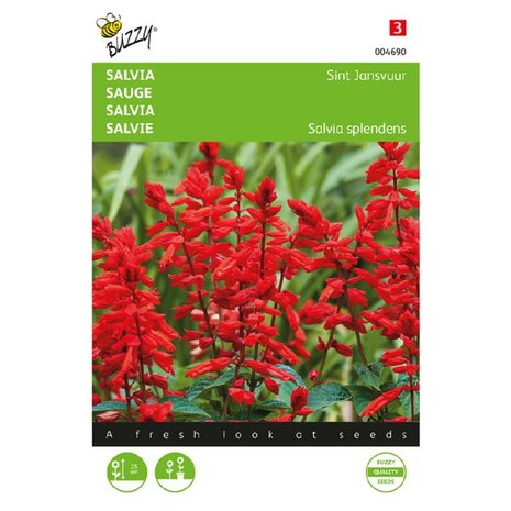 Salvia splendens zaden kopen, Sint Jansvuur (rode) | Moestuinland
