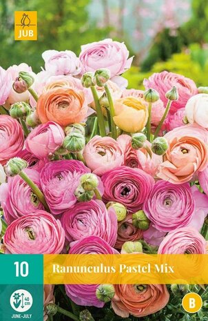 Pastelkleurige Ranonkel bloembollen kopen, Mix | Moestuinland