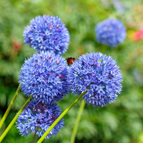 Sfeerfoto blauwe Alliums tuin | Moestuinland