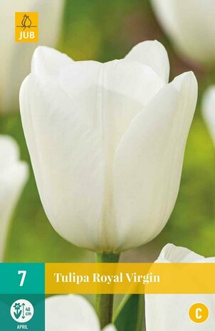 Witte Tulpen bloembollen kopen, Royal Virgin | Moestuinland