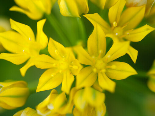 Allium Moly bloembollen | Moestuinland