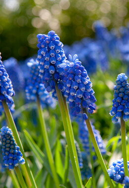 Druifjes bloembollen, Blauwe Muscari (Druifhyacint)