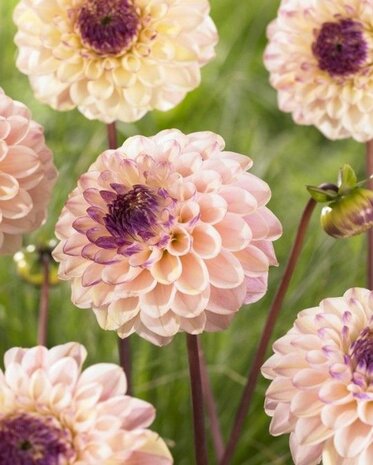 Dahlia Wine Eyed Jill bloembol kopen, Zachtroze | Moestuinland