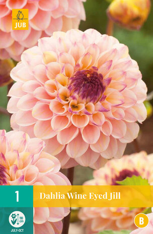 Dahlia Wine Eyed Jill | Moestuinland