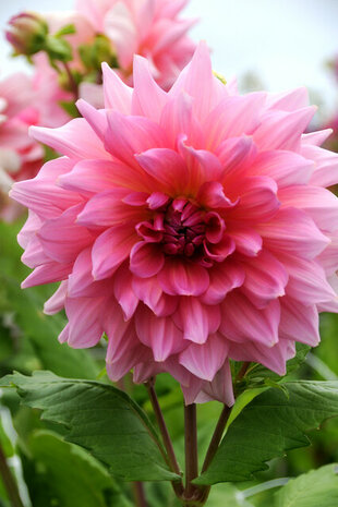 Roze Dahlia grootbloemig | Moestuinland