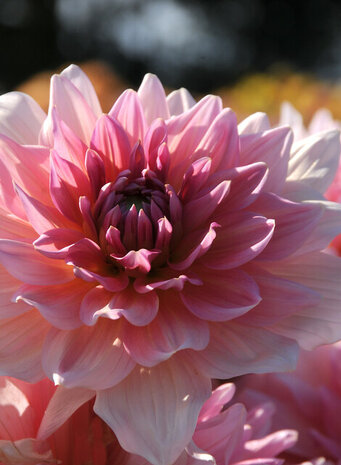 Sfeerimpressie van de roze dahlia knollen | Moestuinland