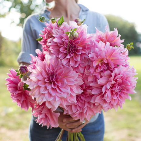 Decorative Dahlia bos boeket | Moestuinlnd