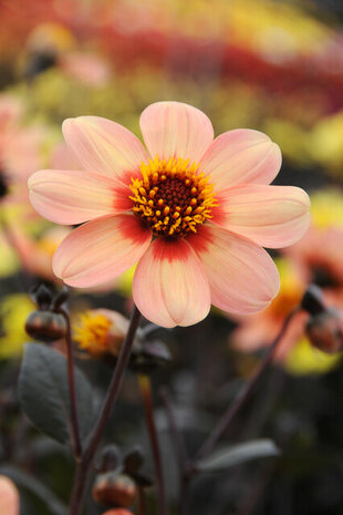 Dahlia knollen Happy Single First Love bestellen | Moestuinland