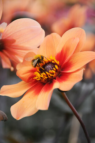 HS First Love dahlia's sfeerimpressie | Moestuinland