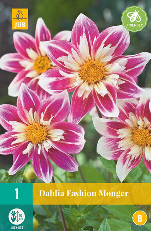 Dahlia knol kopen, Fashion Monger | Moestuinland