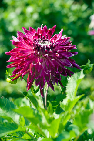 Dahlia bloembollen kopen, Vancouver | Moestuinland