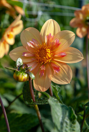 Sfeerimpressie tuinfoto dahlia collarette bloei | Moestuinland