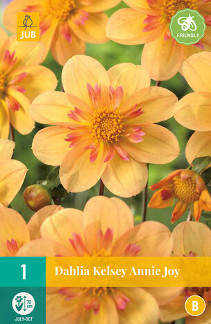 Dahlia knol online bestellen, Kelsey Annie Joy | Moestuinland