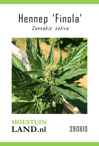 Hennep zaden kopen, Cannabis sativa (Finola) | Moestuinland