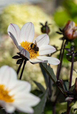 Sfeerimpressie cremewitte dahlia enkelbloemig | Moestuinland