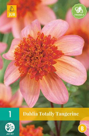 Dahlia knol kopen, Totally Tangerine | Moestuinland