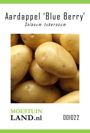 Aardappel zaden kopen, Blue Berry | Moestuinland