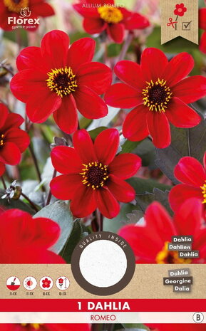 Dahlia knol HS Romeo | Moestuinland