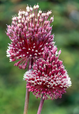 Sfeerimpressie red mohican alliums | Moestuinland