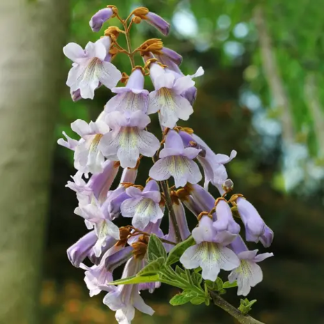 Anna Paulownaboom zaden, Zuurstofboom bloemen | Moestuinland