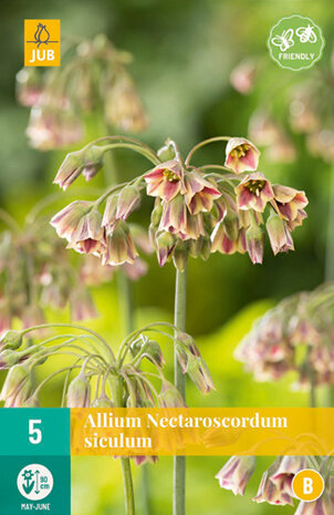 Allium Nectaroscordum siculum bloembollen kopen | Moestuinland