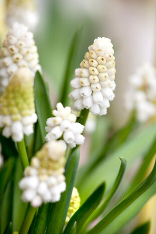 White Magic Muscari bloembollen | Moestuinland