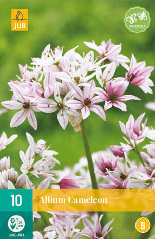 Allium Cameleon kweken (roze alliums) | Moestuinland