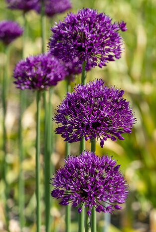 Sfeerimpressie Purple Sensation bloembollen | Moestuinland