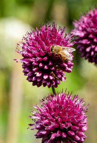 Sfeerimpressie allium sphaerocephalon | Moestuinland