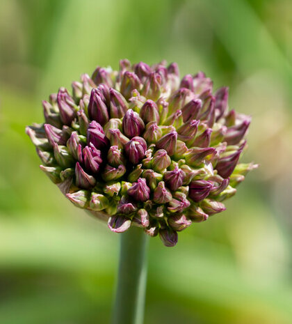 Sfeerimpressie Allium atropupureum | Moestuinland