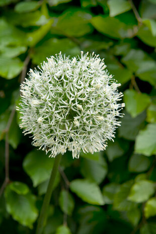 Allium Bloembollen, Mount Everest