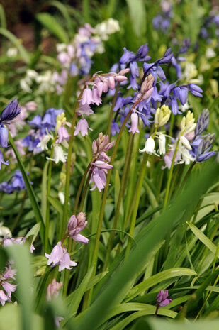 Boshyacint Bloembollen, Hyacinthoides Mix (Grootverpakking)