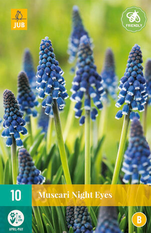 Blauwe druifjes bloembollen kopen, Muscari Night Eyes | Moestuinland