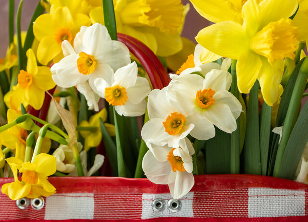 Narcis Bloembollen, Grootkronig Mix