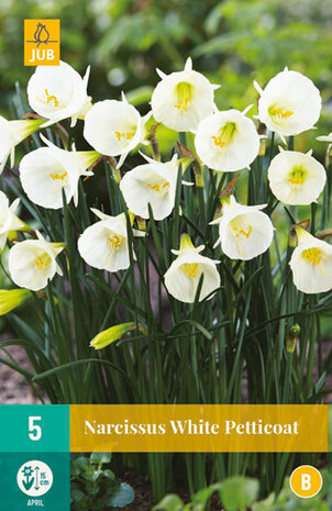 white petticoat botanische narcisbollen kopen bij moestuinland