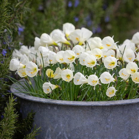 Narcis Bloembollen, White Petticoat