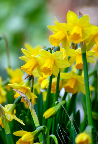 Narcis bloembollen, BIO Tête-a-tête