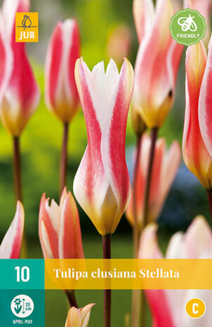 tulp clusiana bloembollen-kopen-moestuinland