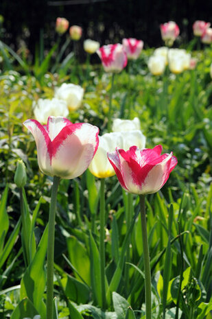 Tulp Bloembollen, Mata Hari