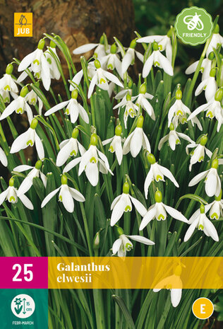 Sneeuwklokje bloembollen kopen, Galanthus elwesii (grootverpakking) | Moestuinland