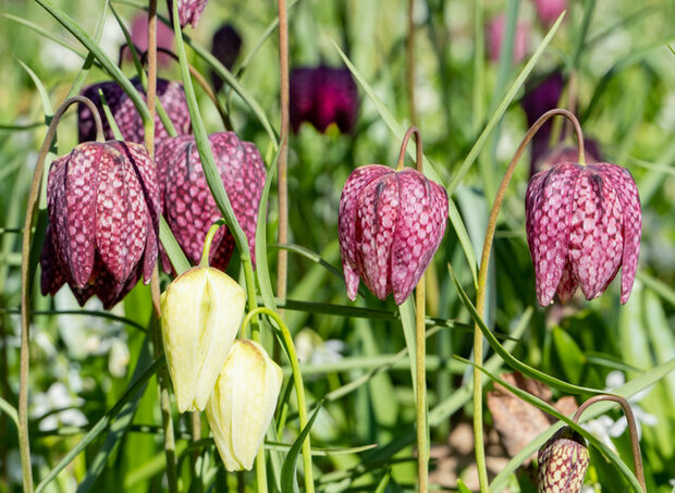 Kievitsbloem bloembollen, Fritillaria meleagris Mix (Grootverpakking)