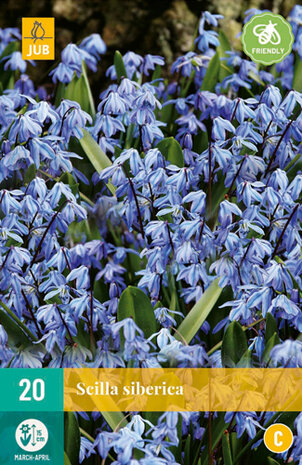 Sterhyacint bloembollen kopen, boshyacint scilla siberica (Najaar) | Moestuinland