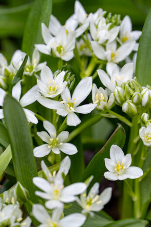 Vogelmelk bloembollen, Ornithogalum nutans