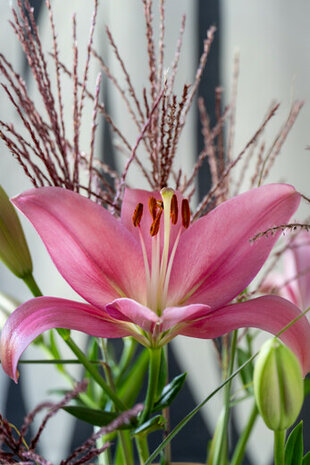 Lelie bloembollen, Lilium Aziatisch roze