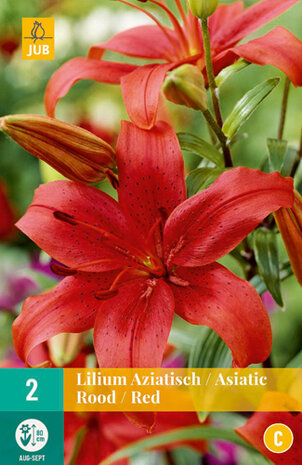 Aziatische lelie bloembollen kopen, Asiatic red lillium | Moestuinland