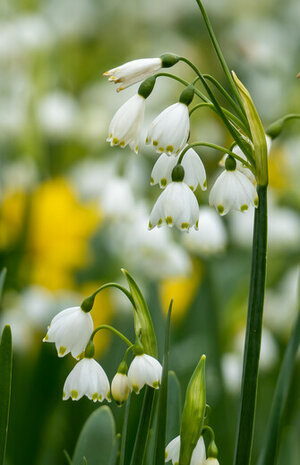 Zomerklokje bloembollen, Leucojum aestivum