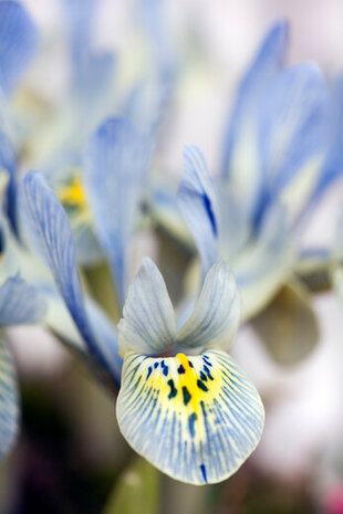 Iris bloembollen, Katharine Hodgkin