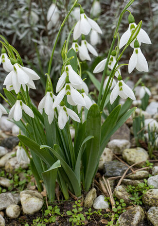 Sneeuwklokje bloembollen, Galanthus elwesii